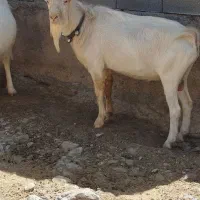 نر بز سانن اصل شرکتی