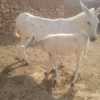 شیر خر شیر الاغ شیر درمانی شیر
