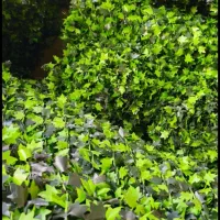 فروش فنس برگی و فنس چمنی