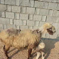 میش شکم دوم دوقلوزا  با بره نر|حیوانات مزرعه|آبپخش, |دیوار