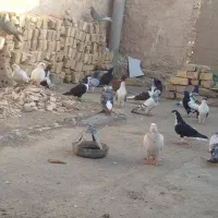 کفتر|پرنده|زاوه, |دیوار