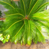 گل سیکاس بزرگ