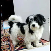 سگ شیتزو نر با ادب و واکسن خورده