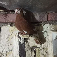 ماده مینا سرخ