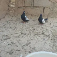 هویزه|پرنده|سوسنگرد, |دیوار