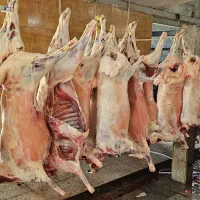 فروش گوسفند،بره،میش(نمایشگاه دام استان مازندران)|حیوانات مزرعه|ساری, |دیوار