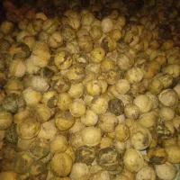 گردو سرحدی