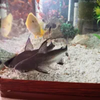 یک جفت ماهی پن کوسی (کوسه)|ماهی|سرپل ذهاب, |دیوار