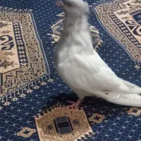 کفتر کله مصری