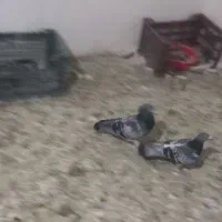 کبوتر|پرنده|نقده, |دیوار