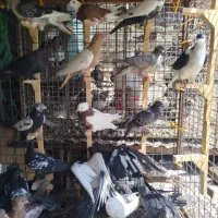 40 عدد کفتر رنگی پلاکی پرشی|پرنده|شیراز, شهرک کوثر|دیوار