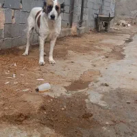 لاس خراسانی سه سال|سگ|کیار, |دیوار