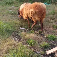 گوسفند نر هترو