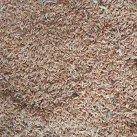 گندم دیمی یا بش