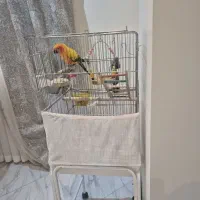 طوطی خورشیدی