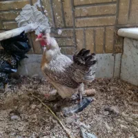 مرغ مینیاتوری گلین|حیوانات مزرعه|قم, خداکرم|دیوار