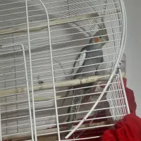 عروس هلندی ماده|پرنده|ارومیه, |دیوار