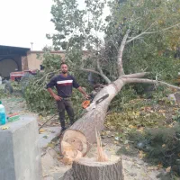 سلام خریدانواع چوب قلمه گردوهیزوم وو