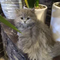 دوتا گربه پرشین اسکاتیش