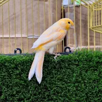 قناری|پرنده|ساوه, |دیوار