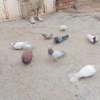 کبوتر کوهی نر قرمز نر طوقی سیاه ماده طوقی کارتونی|پرنده|کبودرآهنگ, |دیوار