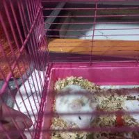 همستر نر و ماده با بچه|موش و خرگوش|آستانه اشرفیه, |دیوار