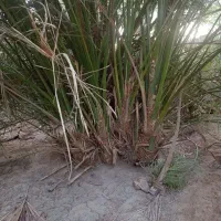 درخت مضافتی|گل و گیاه طبیعی|بم, |دیوار