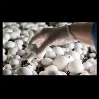 نیازمند نیرو چینش قارچ ((  ایسین باشه ))