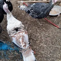 بوقلمون محلی وقو|حیوانات مزرعه|ضیاء آباد, |دیوار