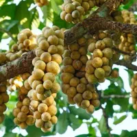 نهال نایاب لانگست خوشه ای|گل و گیاه طبیعی|تهران, بوستان چیتگر|دیوار
