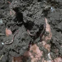 کرم خاکی زنده برای ماهیگیری