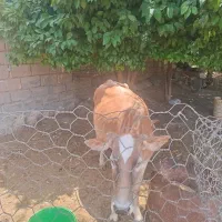 گاو چاغ با گوساله ماده