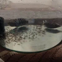 یک جفت سیچلاید مولد