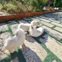 توله پامر خرسی