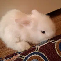 خرگوش مینی لوپ یک ماهه