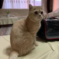 گربه نژاد بریتیش