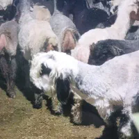 بره|حیوانات مزرعه|طسوج, |دیوار