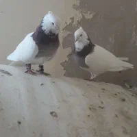 یک جفت طوقی سرخ