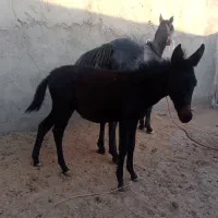 قاطر|حیوانات مزرعه|سبزوار, کوی گلستان|دیوار