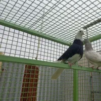 شازده غلاقی