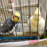 عروس هلندی جفت سخنگو