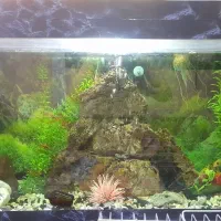 اکواریوم شیشه خم