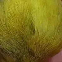 فروش قناری سبز چمنی نر