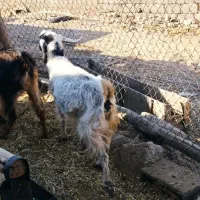 فروش کولار و بز جوان ترکی قصابی|حیوانات مزرعه|رحمتآباد, |دیوار