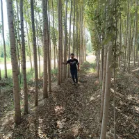 نهال صنوبر نیگرا (اصل)|خدمات باغبانی و درختکاری|صومعه‌سرا, |دیوار