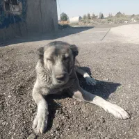 سگ افغانی ماده خطری|سگ|تهران, دکتر هوشیار|دیوار