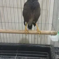 یک عدد مرغ مینا|پرنده|کرمانشاه, |دیوار