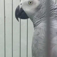 کاسکو