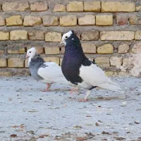 پرنده طوقق|پرنده|یزد, |دیوار