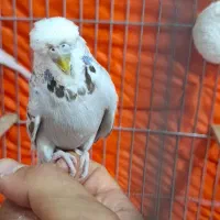 مرغ عشق اینگلیسی